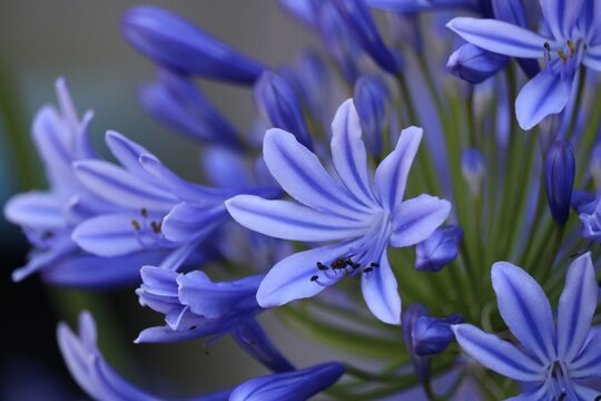 Agapanthus umbellatus