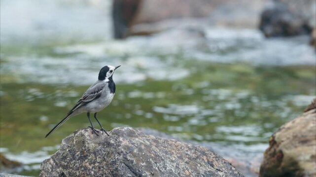 Bird (mountain wagtail) perched on a rock in front of the river