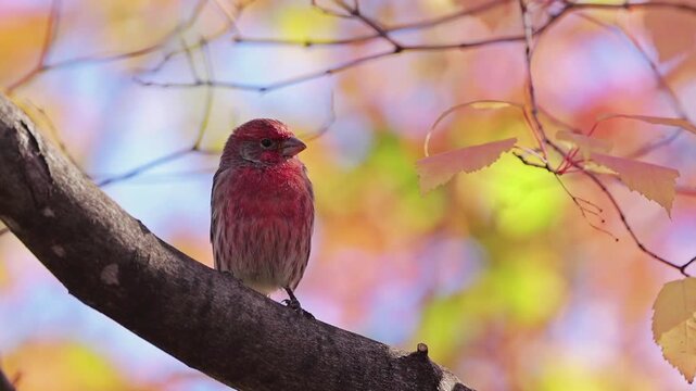 A striking male House Finch (*Haemorhous mexicanus*) with bright red plumage is perched calmly on a tree branch.