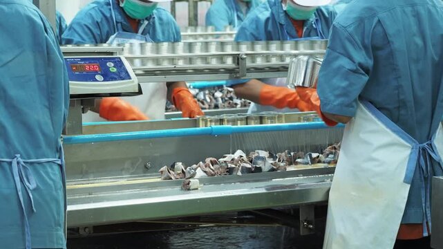 Food processing line with worker packing sardine in can at factory. Industrial conveyor belt system in clean manufacturing facility, focus on food production quality control export industry concept.