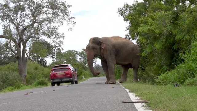 Elephant Holding Tree Branch Beside Road in Yala National Park Sri Lanka