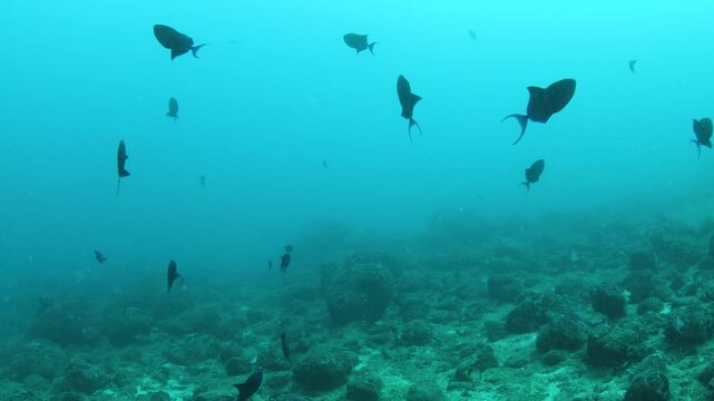 School of Redtoothed Triggerfish Over Rocky Coral Reef, South Sri Lanka