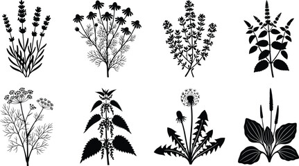 Black Wildflowers and Medicinal Herbs Silhouette Clipart Botanical Illustration Vector Elements Set © MstRupali