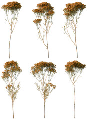 Obraz premium Set of Verticordia nitens tree plan, top view, cutout, transparent background, isolate, Six Small Shrubs with Golden Foliage - Ideal for Landscape Design Elements and Botanical Graphics
