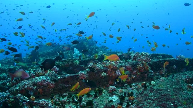Thousands of Reef Fish Surrounding Coral Covered Shipwreck in Tropical Ocean Near Colombo Sri Lanka