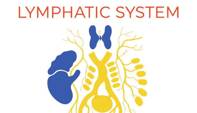 Very beautiful realistic vector illustration of the Lymphatic System featuring lymph nodes, lymph vessels, spleen, thymus, and a bold label reading "LYMPHATIC SYSTEM", isolated on white background.