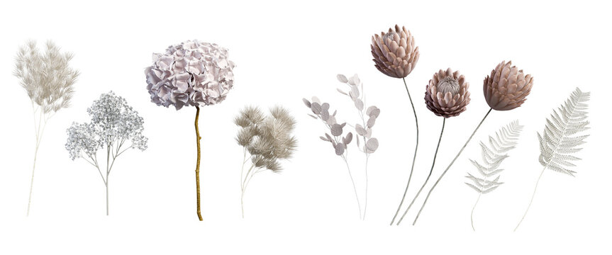 Collection of elegant dried flowers and leaves cutout isolated on white background