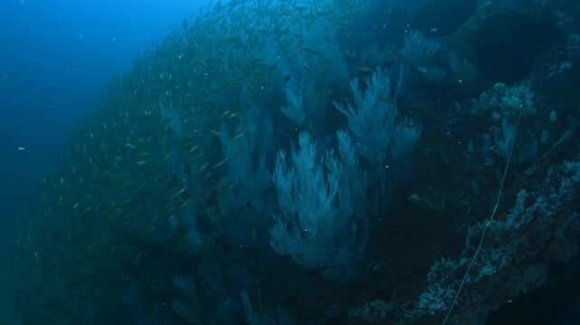Cinematic journey through the shipwreck reef with black coral trees and fish life near Colombo