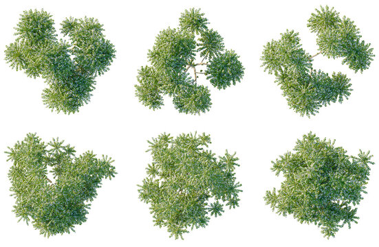 Set of  Averrhoa bilimbi tree plan, top view, cutout, transparent background, isolate, Collection of Lush Green Trees with Detailed Foliage - Perfect for Landscape Design and Visuals