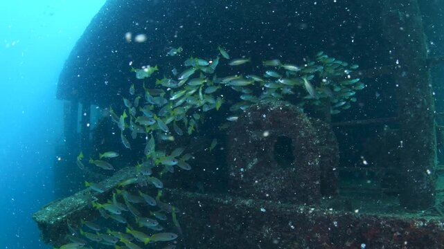 School of Snappers Emerging from Sierra Shipwreck, Colombo Sri Lanka