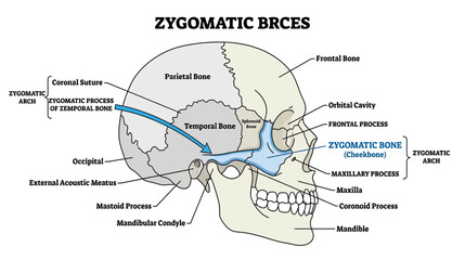 Human Skull Anatomy: Zygomatic Bone and Arch Diagram © Jepe