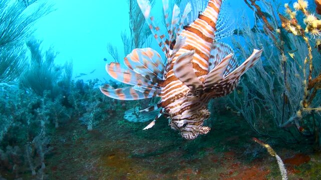 Cinematic Lionfish Hunting Around Coral Covered Underwater Shipwreck With Sunlight