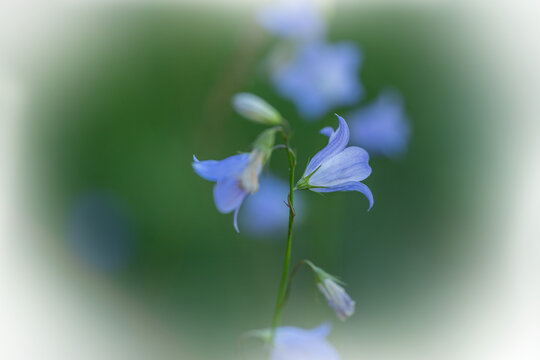 Western Harebell, bluebell, wildflower, macro image with a soft green background and fading to transparent along the edges. Campanula petiolate.
