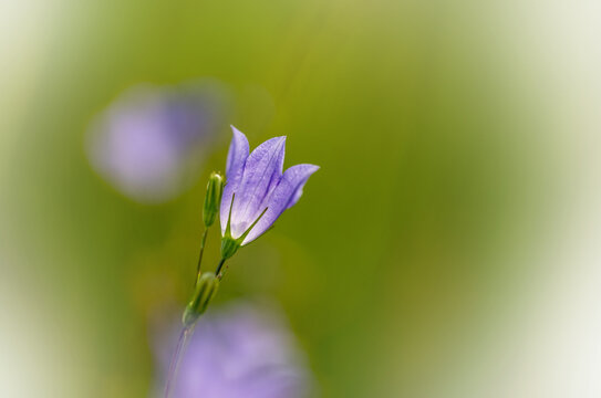 Western Harebell, bluebell, wildflower, macro image with a soft lime green background and fading to transparent along the edges. Campanula petiolate. Fading to transparent along the edges
