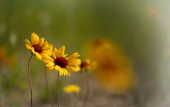 Two bright yellow Common Gaillardia Blanketflower wildflower on a softly focus background of green and orange. Gaillardia aristata. Fading to transparent along the edges
