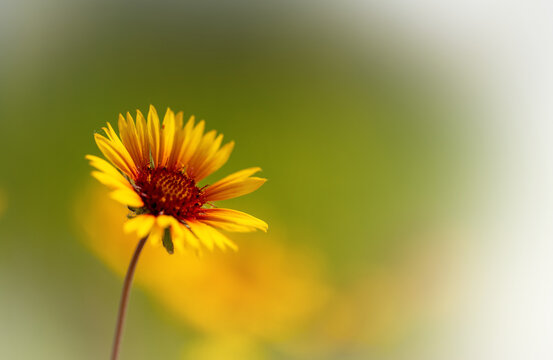 A single bright yellow Common Gaillardia Blanketflower wildflower on a softly focus background of green and orange. Gaillardia aristata. Fading to transparent along the edges
