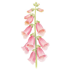 Digitalis Flower Cluster: A delicate watercolor illustration of a foxglove plant with bell-shaped pink flowers and spotted interiors, set against a clean white backdrop. © bao