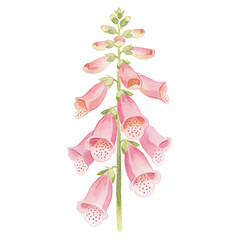 Delicate Foxglove Watercolor: A beautiful watercolor illustration of a pink foxglove stalk with bell-shaped blossoms opening gracefully, showcasing intricate details and soft pastel tones. © bao