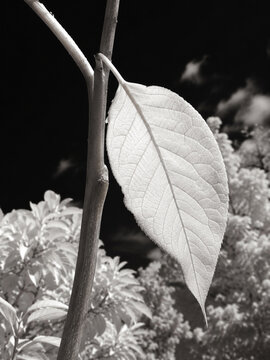 Near Infrared Botanical Close Up Showing Leaf Venation and Plant Stem.