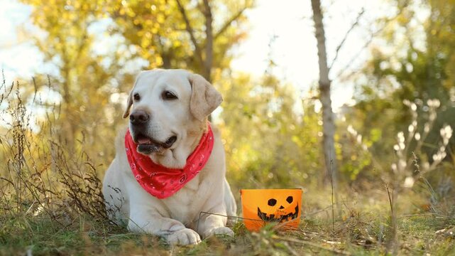 Labrador retriever in red bandana lying next to Halloween pumpkin bucket in autumn forest