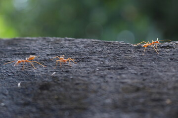 ants on the ground © Kawaii
