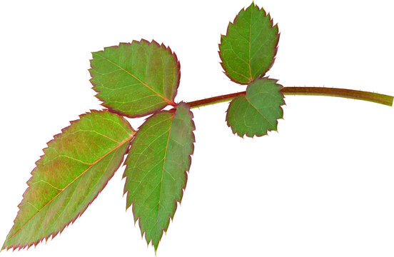 Beautiful Leaf for Rose flower focus stacking close up isolated