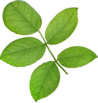 Beautiful Leaf for Rose flower focus stacking close up isolated