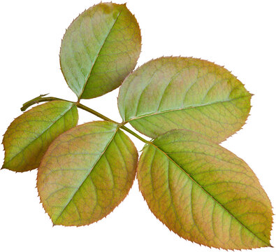 Beautiful Leaf for Rose flower focus stacking close up isolated