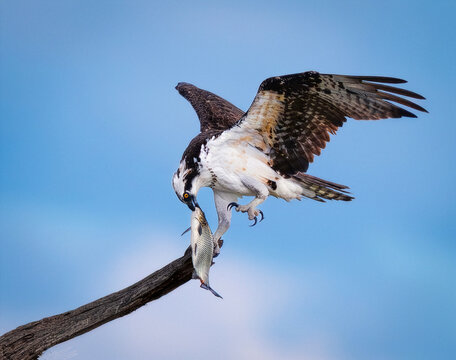 Aguila pescadora con presa posada en una rama con alas abiertas y garra