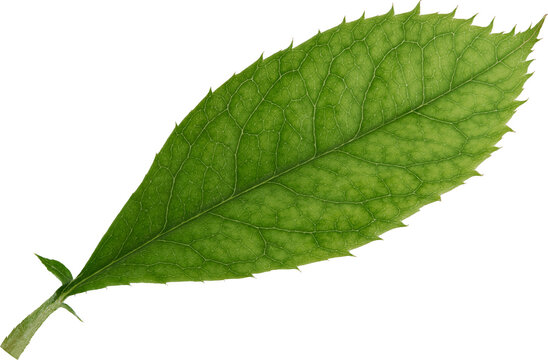 Beautiful Leaf for Rose flower focus stacking close up isolated