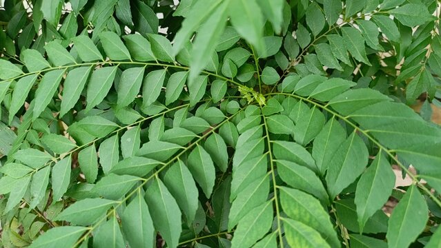 Salam koja (Murraya koenigii) plant in the garden. Commonly known as daun kari, curry tree, curry bush or sweet neem.