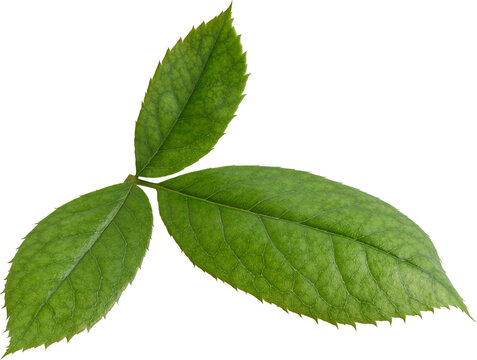 Beautiful Leaf for Rose flower focus stacking close up isolated