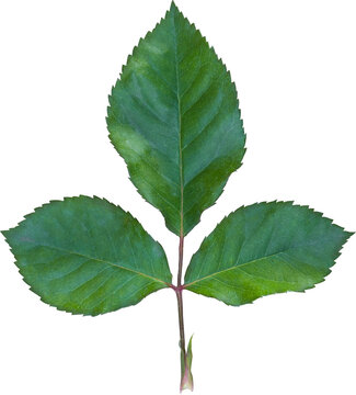 Beautiful Leaf for Rose flower focus stacking close up isolated