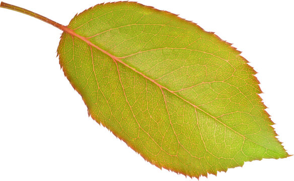 Beautiful Leaf for Rose flower focus stacking close up isolated