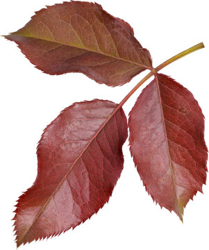 Beautiful Leaf for Rose flower focus stacking close up isolated