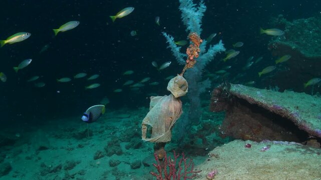 Coral Covered Shipwreck With Schooling Fish and Plastic Pollution