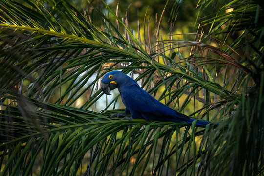 A hyacinth macaw perches on a palm tree branch. An Anodorhynchus hyacinthinus in its natural habitat in the Pantanal region.