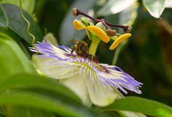 passion flower with bee collecting nectar in a natural outdoor environment, serene and peaceful scene with white, purple, green, and yellow colors, close-up perspective of petals, stamen. © Михаил Шорохов