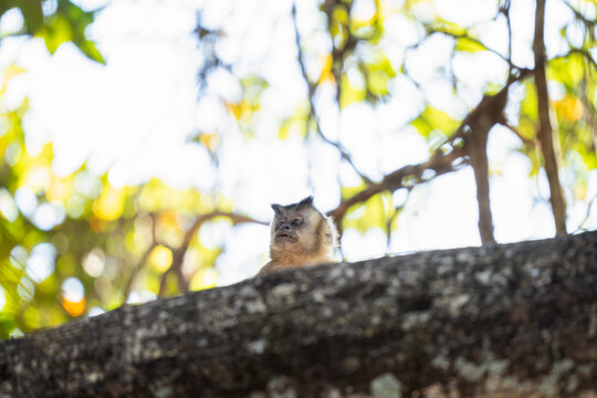 A azaras's capuchin monkey is feeding on the fruits at the top of the tree. This is a sapajus cay monkey in its natural habitat in the Pantanal region.