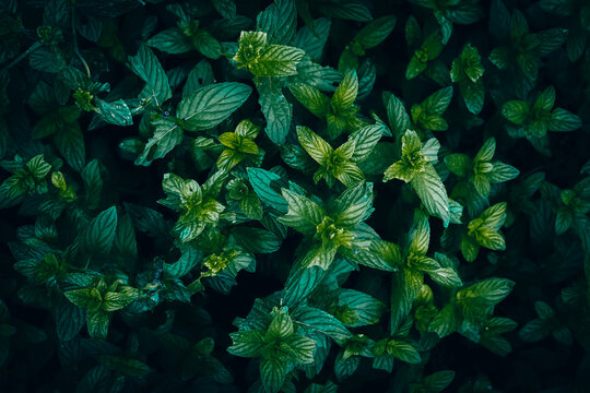 A close up green Peppermint leaf pattern texture