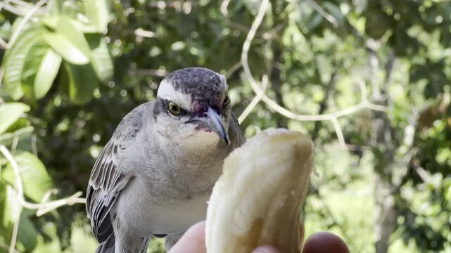 Chalk-browed mockingbird feeding on banana from human hand