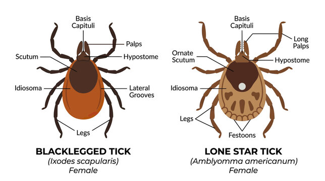 Blacklegged Tick vs Lone Star Tick Anatomy Diagram