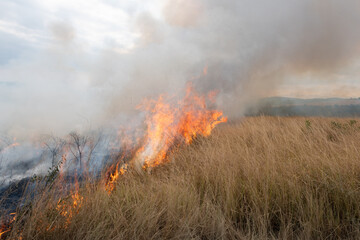 Fototapeta premium A controlled burn or prescribed fire in dry natural grassland for conservation management, South Africa