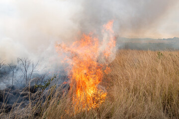 Fototapeta premium A controlled burn or prescribed fire in dry natural grassland for conservation management, South Africa