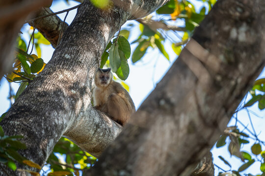 A azaras's capuchin monkey is feeding on the fruits at the top of the tree. This is a sapajus cay monkey in its natural habitat in the Pantanal region.
