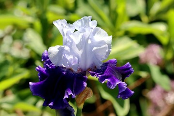 fleur © schoefolt