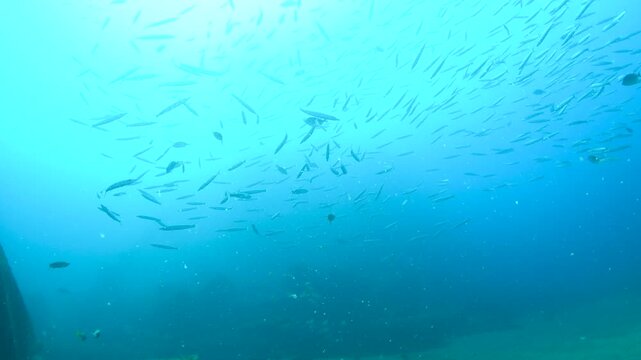 Schools of Barracuda in Blue Water Above Sierra Shipwreck, Colombo Sri Lanka