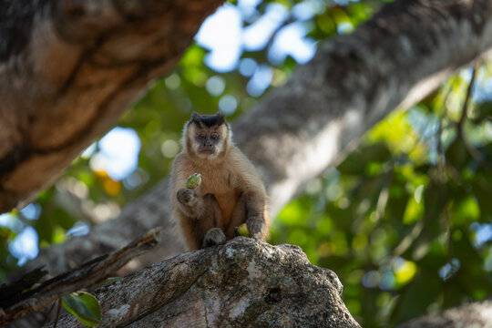 A azaras's capuchin monkey is feeding on the fruits at the top of the tree. This is a sapajus cay monkey in its natural habitat in the Pantanal region.