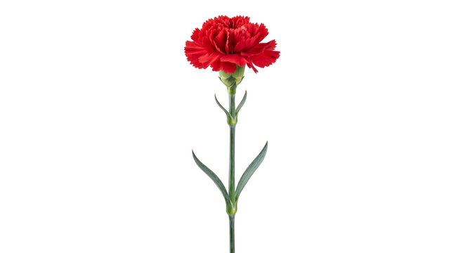 Single vibrant red carnation flower with green stem and leaves on white background