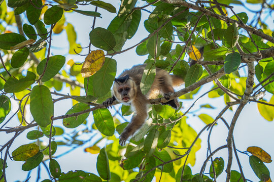 A azaras's capuchin monkey is feeding on the fruits at the top of the tree. This is a sapajus cay monkey in its natural habitat in the Pantanal region.